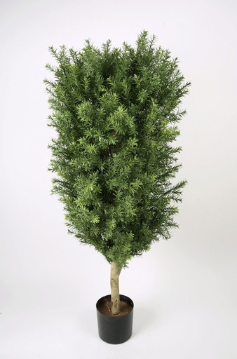 taxus