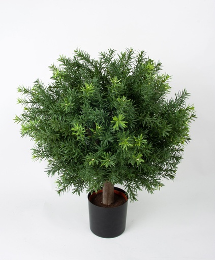 Taxus