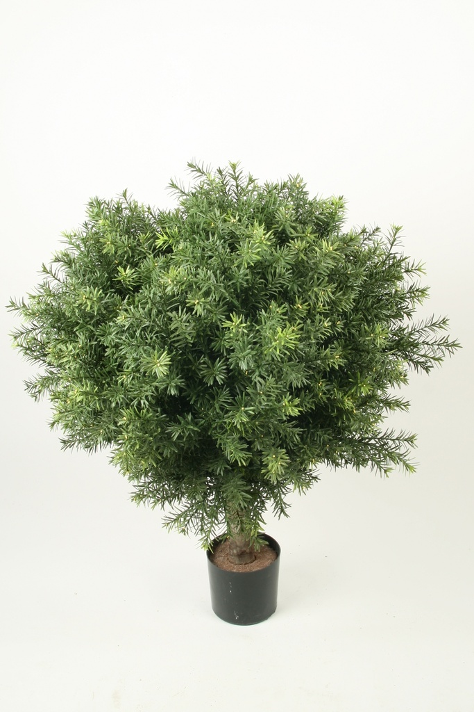 Taxus