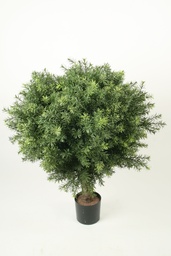 [1173-060] Taxus (Alternative 2)