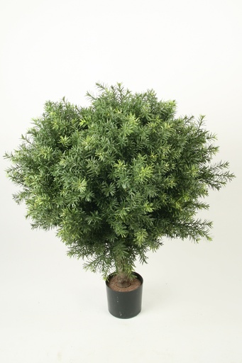 Taxus