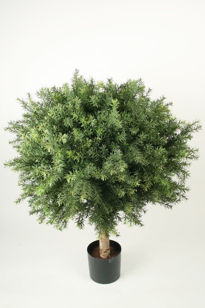 Taxus