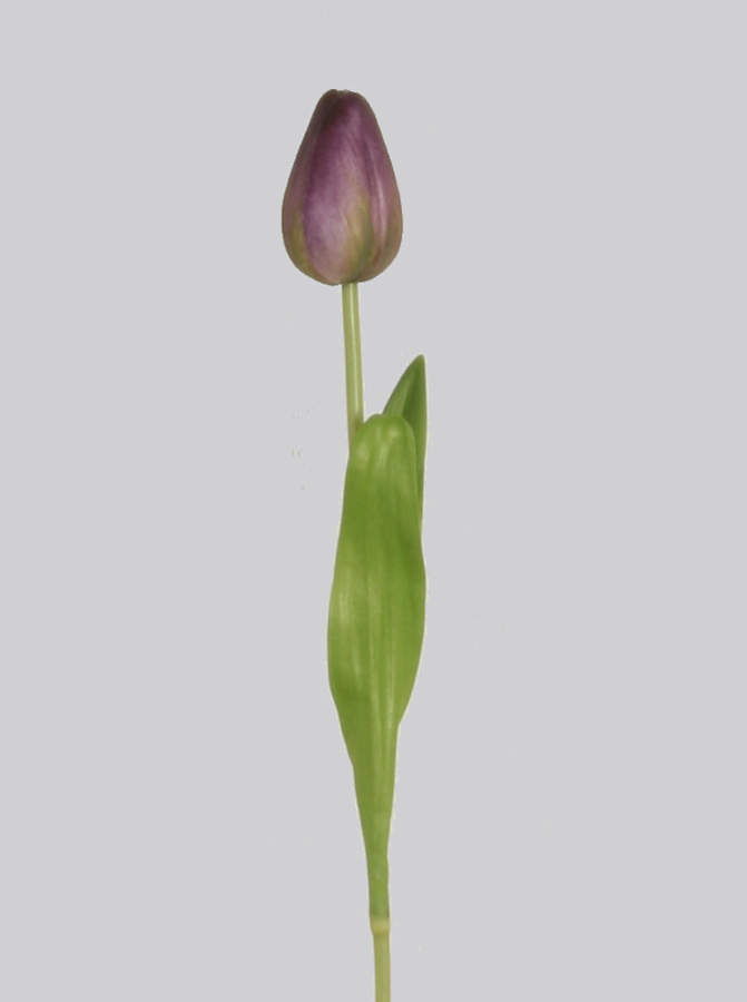 pointed tulip