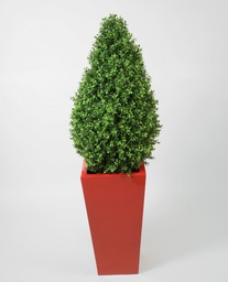 [11-140] Boxwood (Alternative 1)