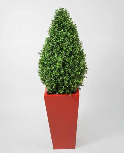 Boxwood