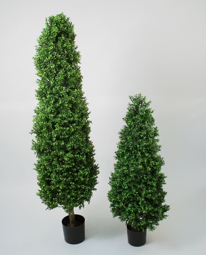 Boxwood
