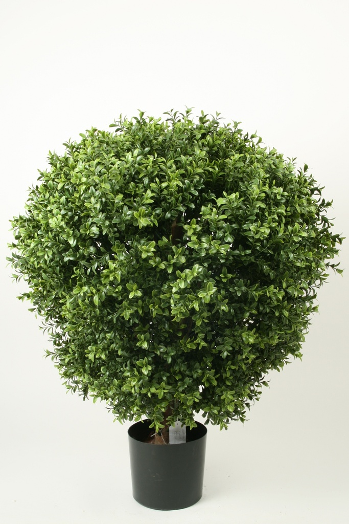 Boxwood Ball