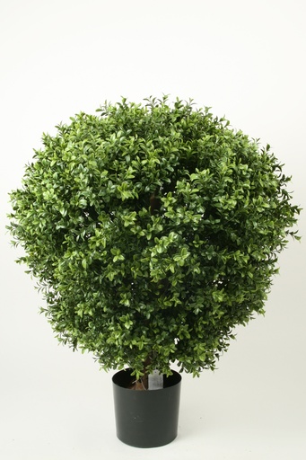 Boxwood Ball
