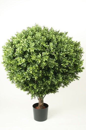 Boxwood Ball