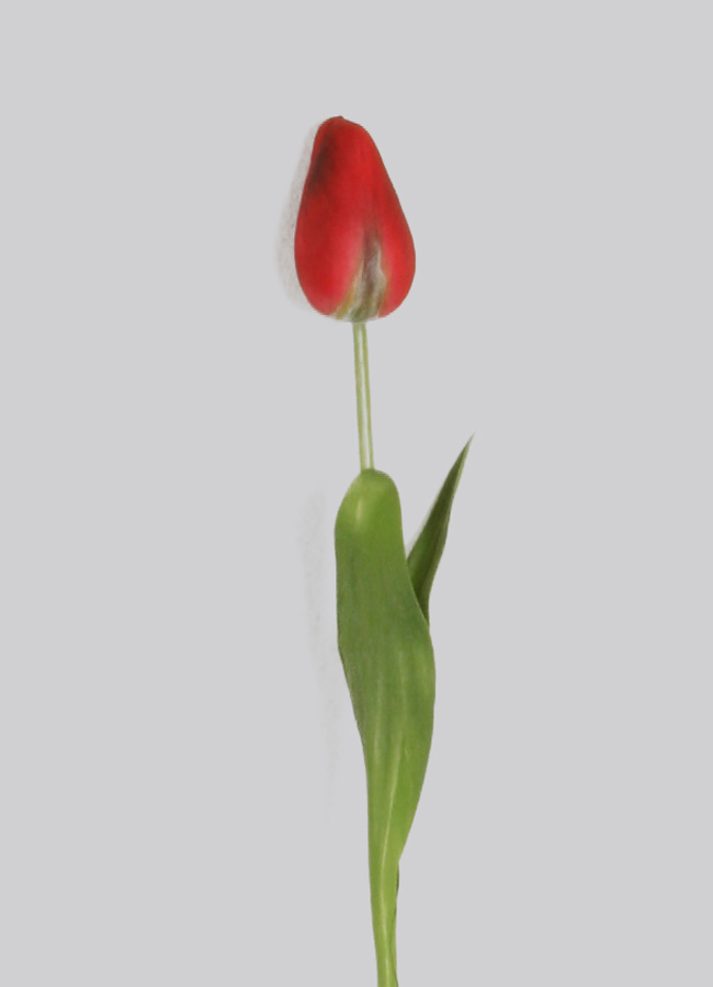 pointed tulip