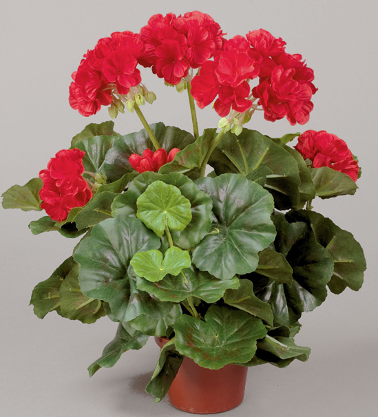 Geranium