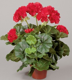 [112-1-01] Geranium (Alternative 1)