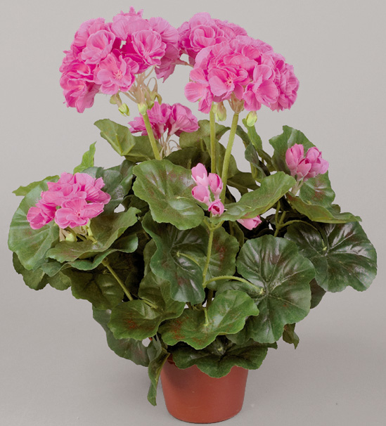 Geranium