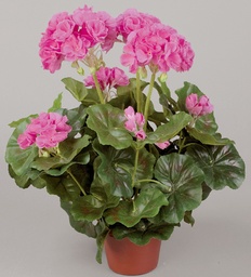 [112-1-03] Geranium (Alternative 2)