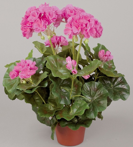 Geranium
