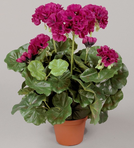 Geranium