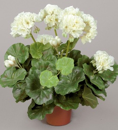 [112-1-07] Geranium (Alternative 4)