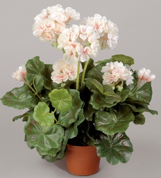 [112-1-22] Geranium (Alternative 5)