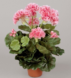 [112-1-24] Geranium (Alternative 6)