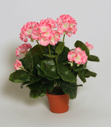 Geranium