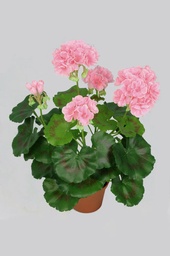 [112-1-05] Geranium (Alternative 8)