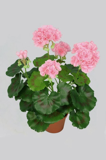 Geranium