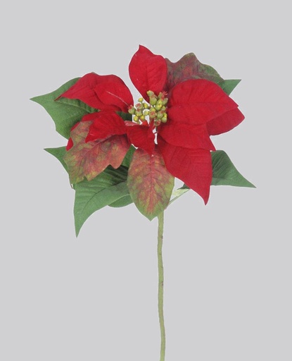 Poinsettia