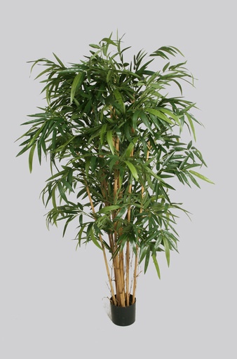 Bamboo