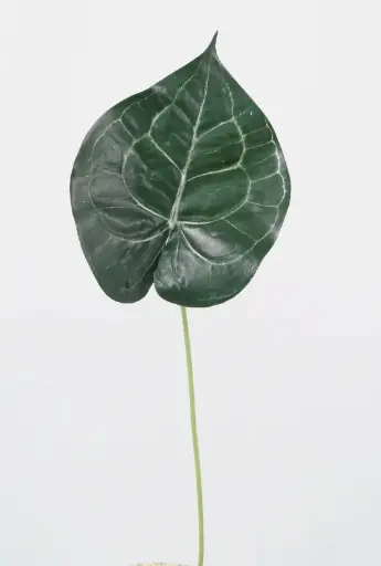 anthurium leaf 