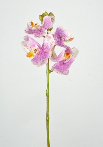 Orchid