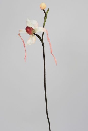 Lady Slipper Orchid