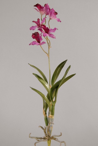 Orchid