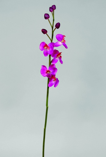 Orchid