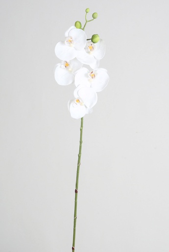 Orchid