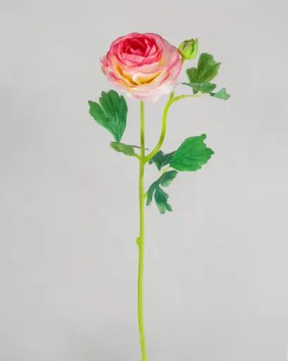 ranunculus light pink 