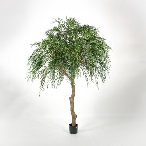 Weeping willow