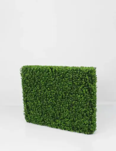 Boxwood Hedge 