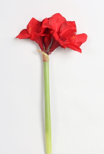 amaryllis