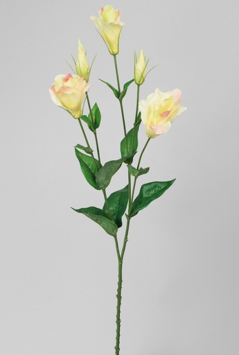 lisianthus