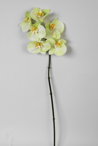 Phalaenopsis