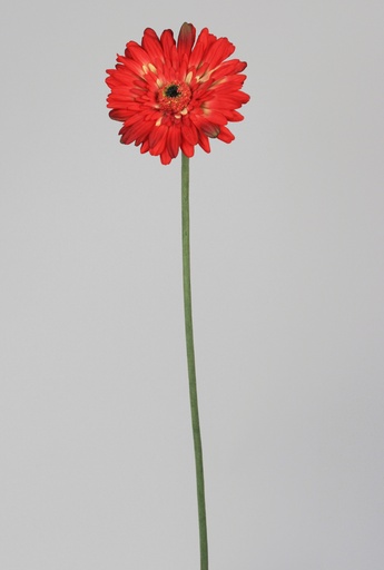 gerbera