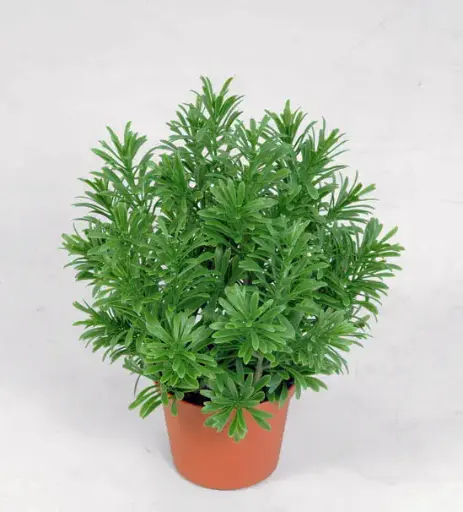 [5850] crossostephium 