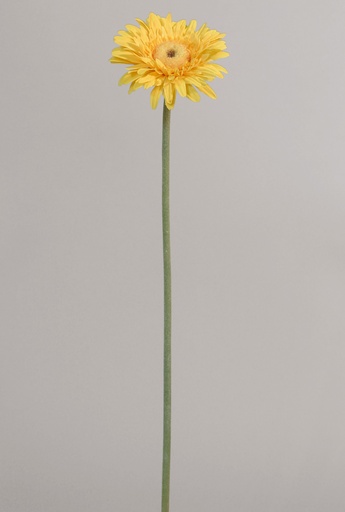 gerbera