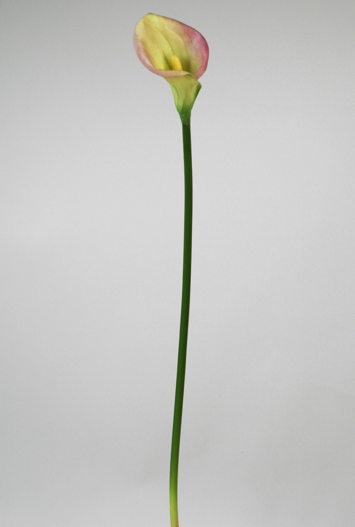 Calla | Living Home