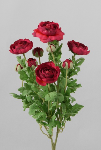Ranunculus bush