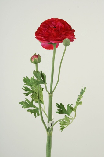 Ranunculus