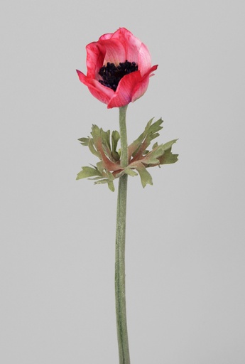 Anemone