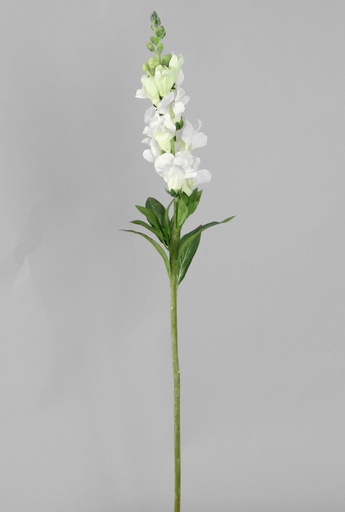 Snap dragon