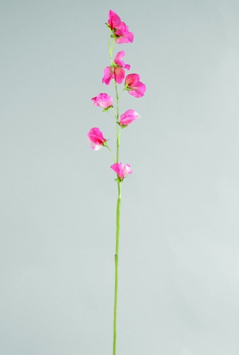 Lathyrus