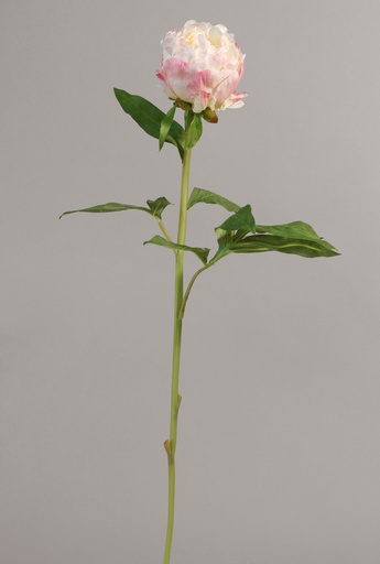 Peony spray